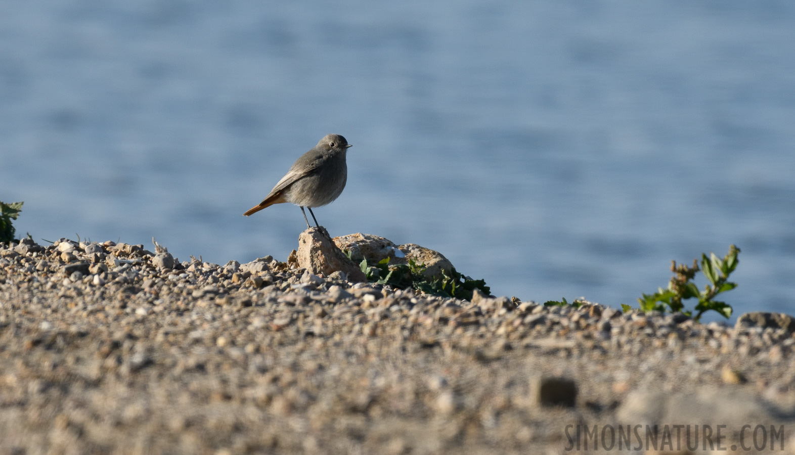 Phoenicurus ochruros aterrimus [400 mm, 1/3200 Sek. bei f / 8.0, ISO 1000]